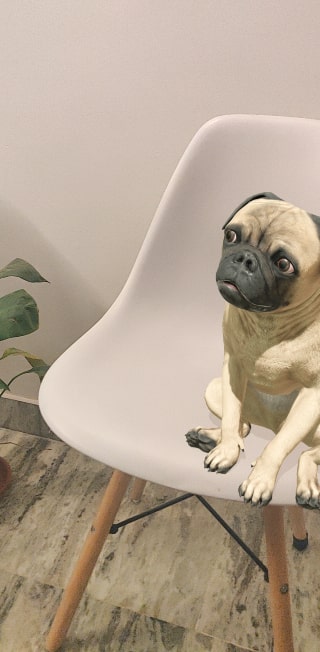 Google Pug 3D