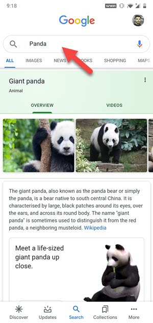 Google 3D Animals AR Feature: From Lion, Giant Panda, Tiger, Cat to  Penguin, View Full List of Animals, Birds And Reptiles That Will Give You  Company in Lockdown!